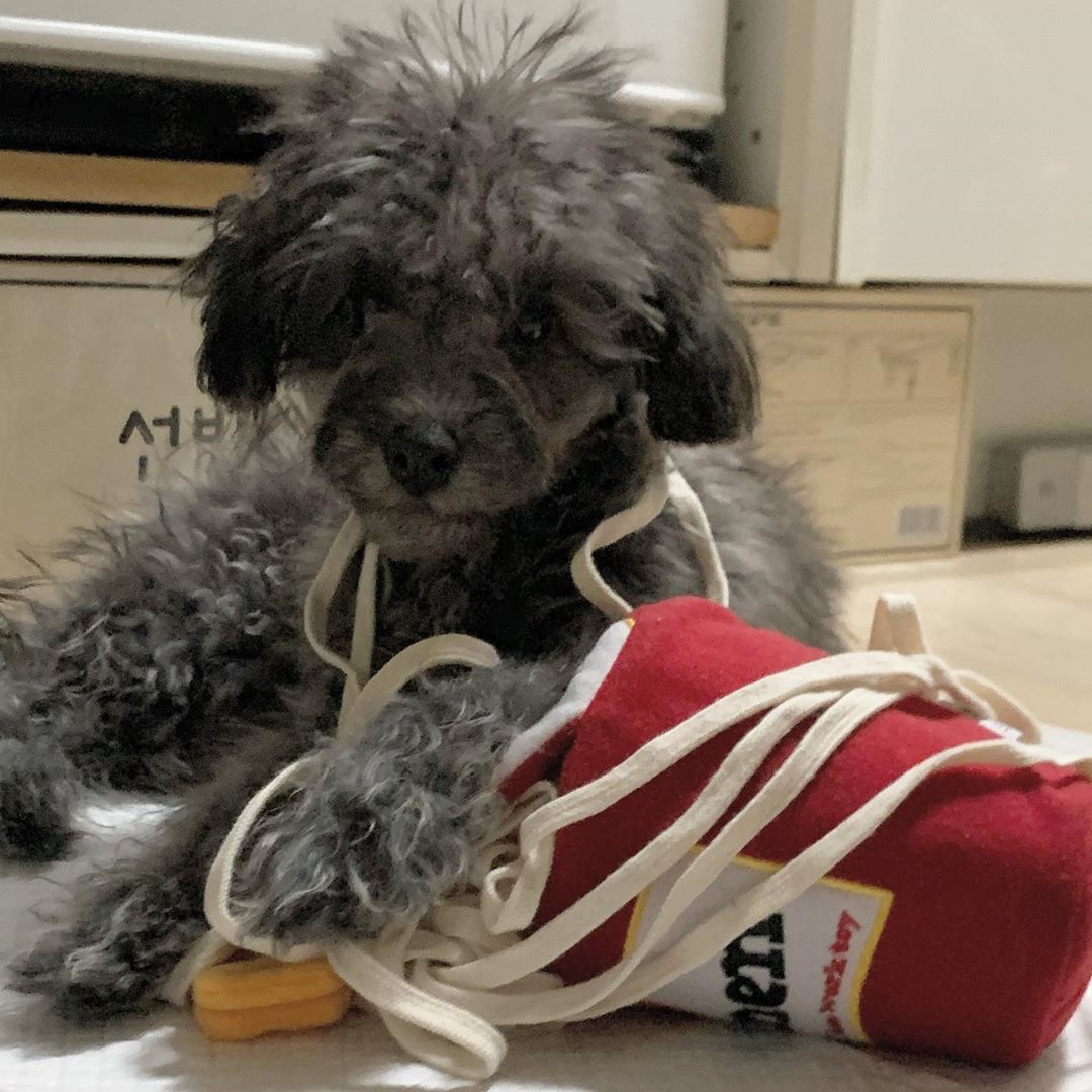 Sniffing Interactive Toy