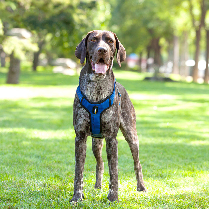 Dog Leash Pet Supplies