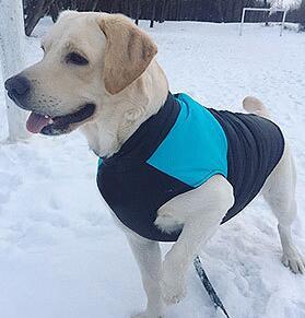 Dog Outdoor Coat